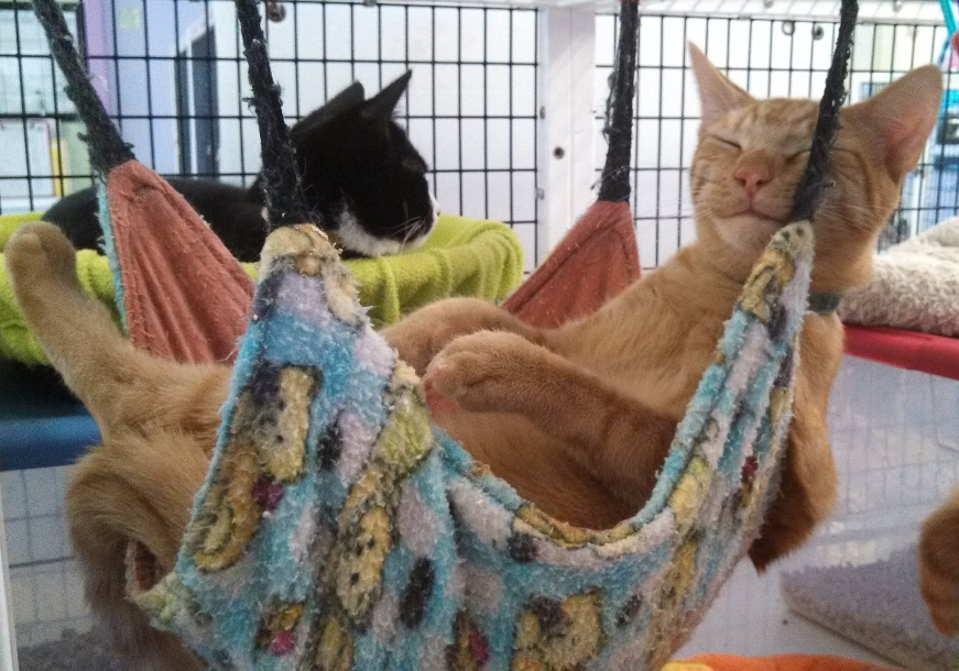Tip of the Week Make a Kitty Hammock! ASPCApro
